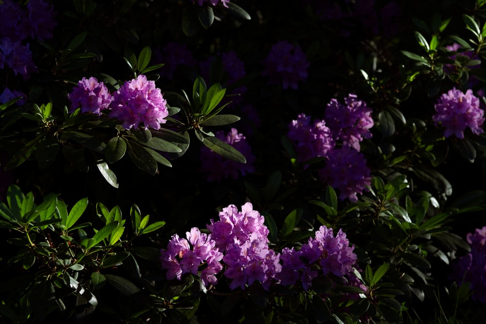 purple flowers on a bush