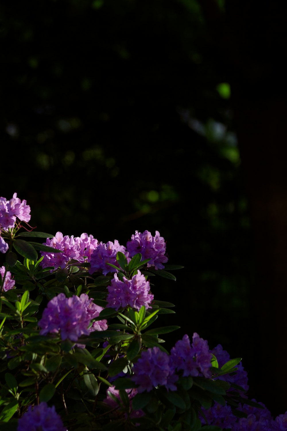 a group of purple flowers