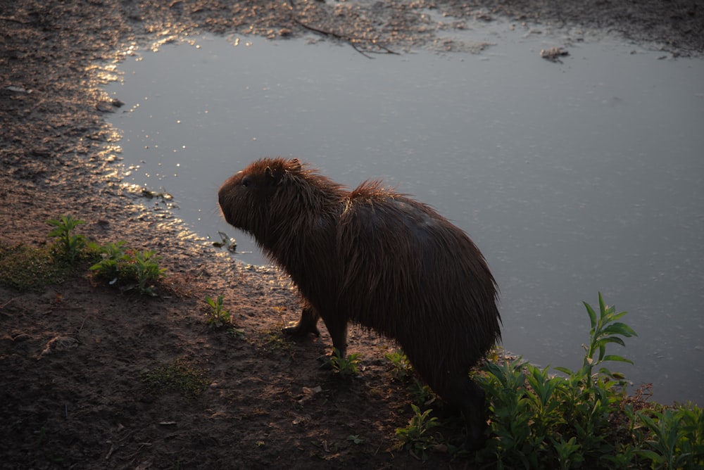 a lion standing in water