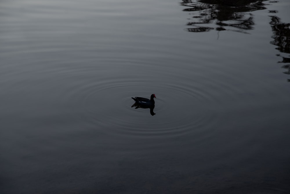 a duck swimming in a lake