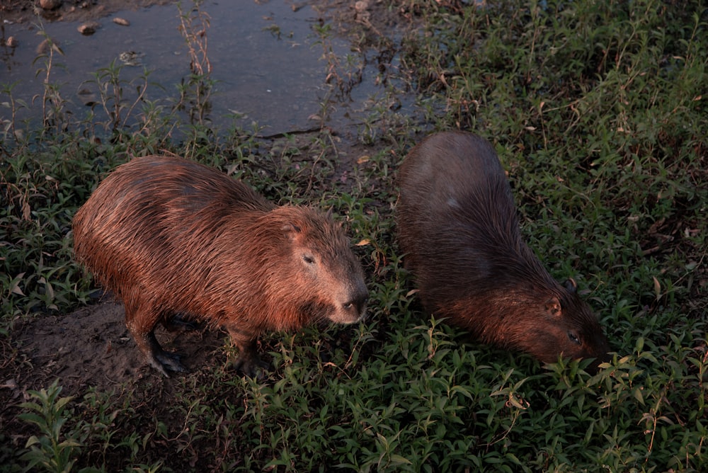 two animals on grass