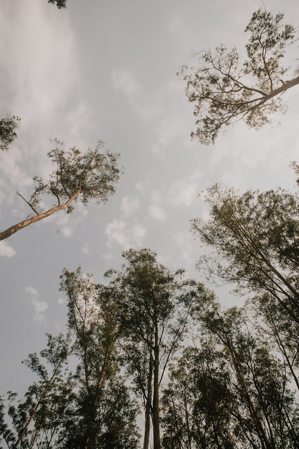 a group of trees