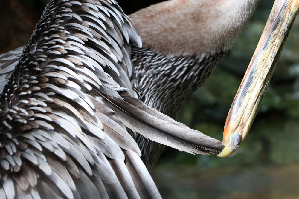 a bird with a long beak