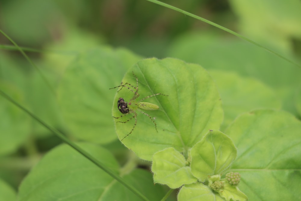 a bug on a leaf