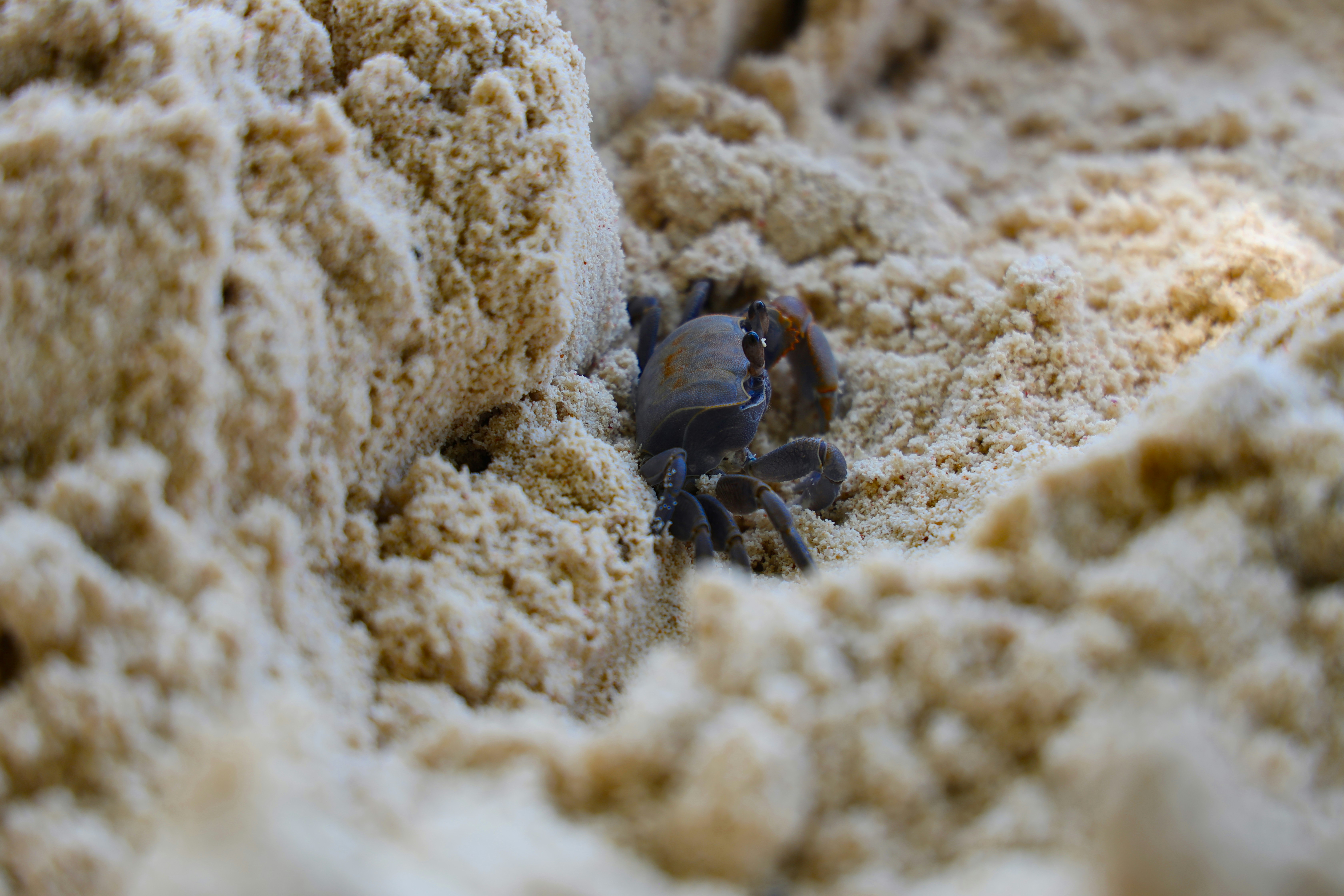 a bee on a white surface