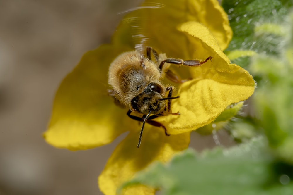 a bee on a flower