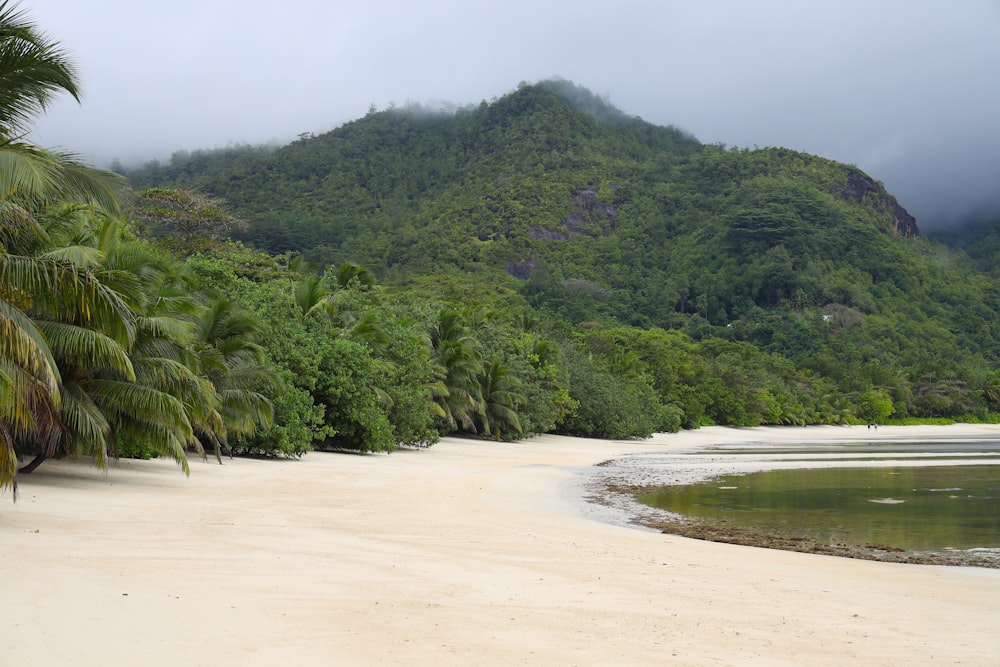 a beach with trees and a hill in the background