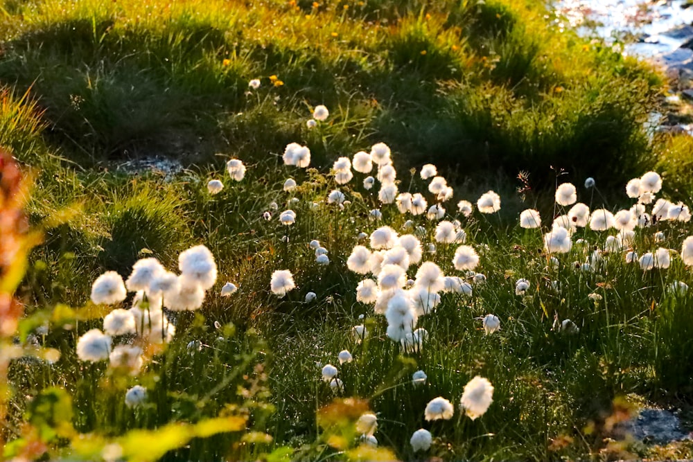 a field of flowers
