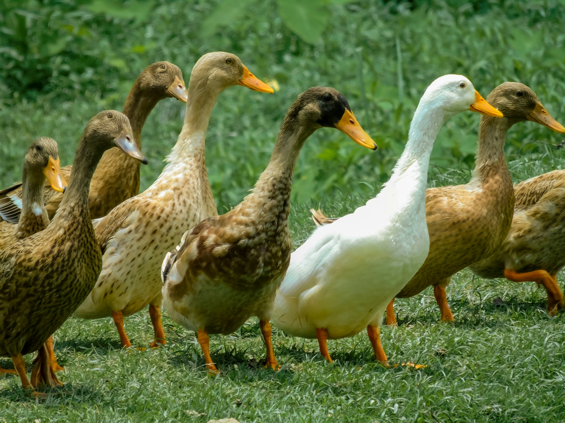 a group of ducks