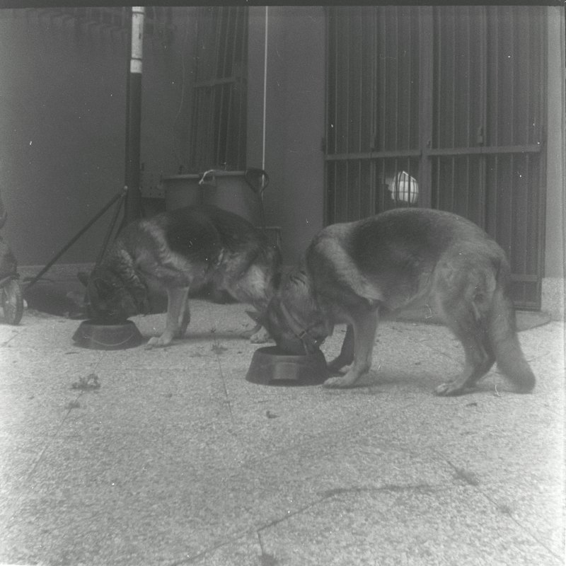 Alimento premium perro adulto 20kg