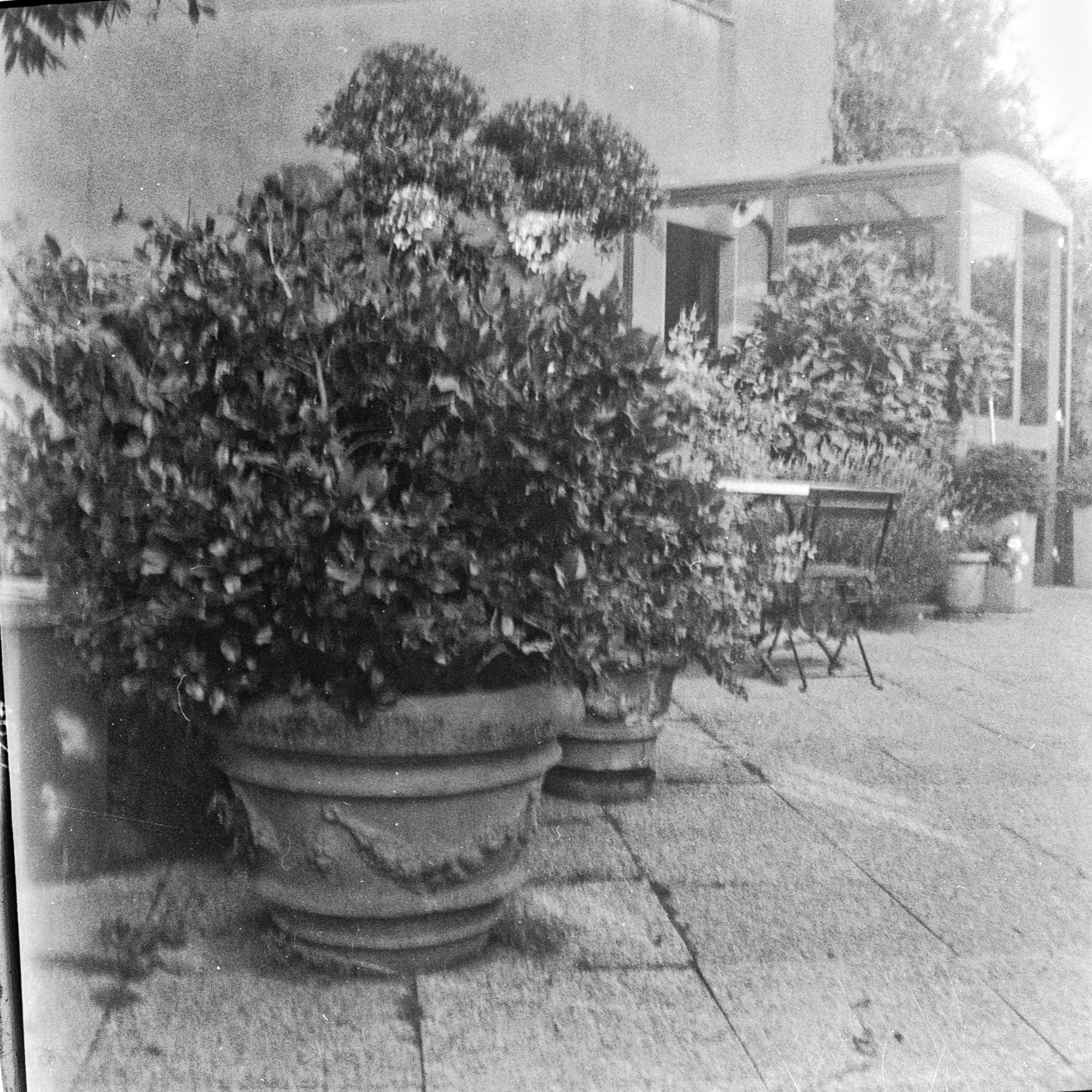 a potted tree on a sidewalk