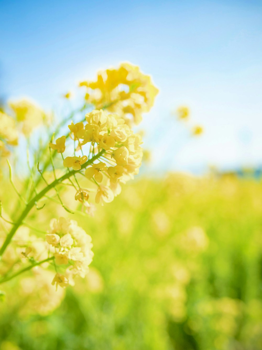 un primo piano di un fiore