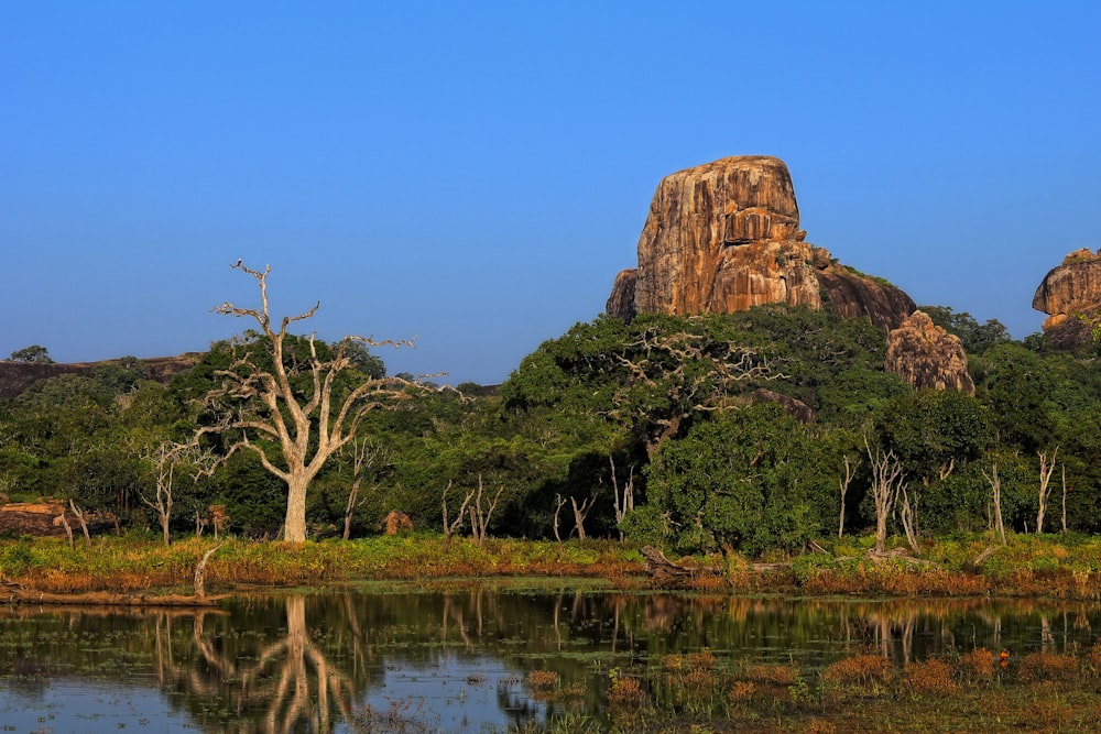 a body of water with trees and a mountain in the background