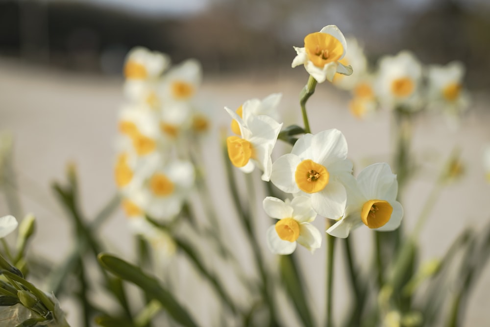 a group of white flowers