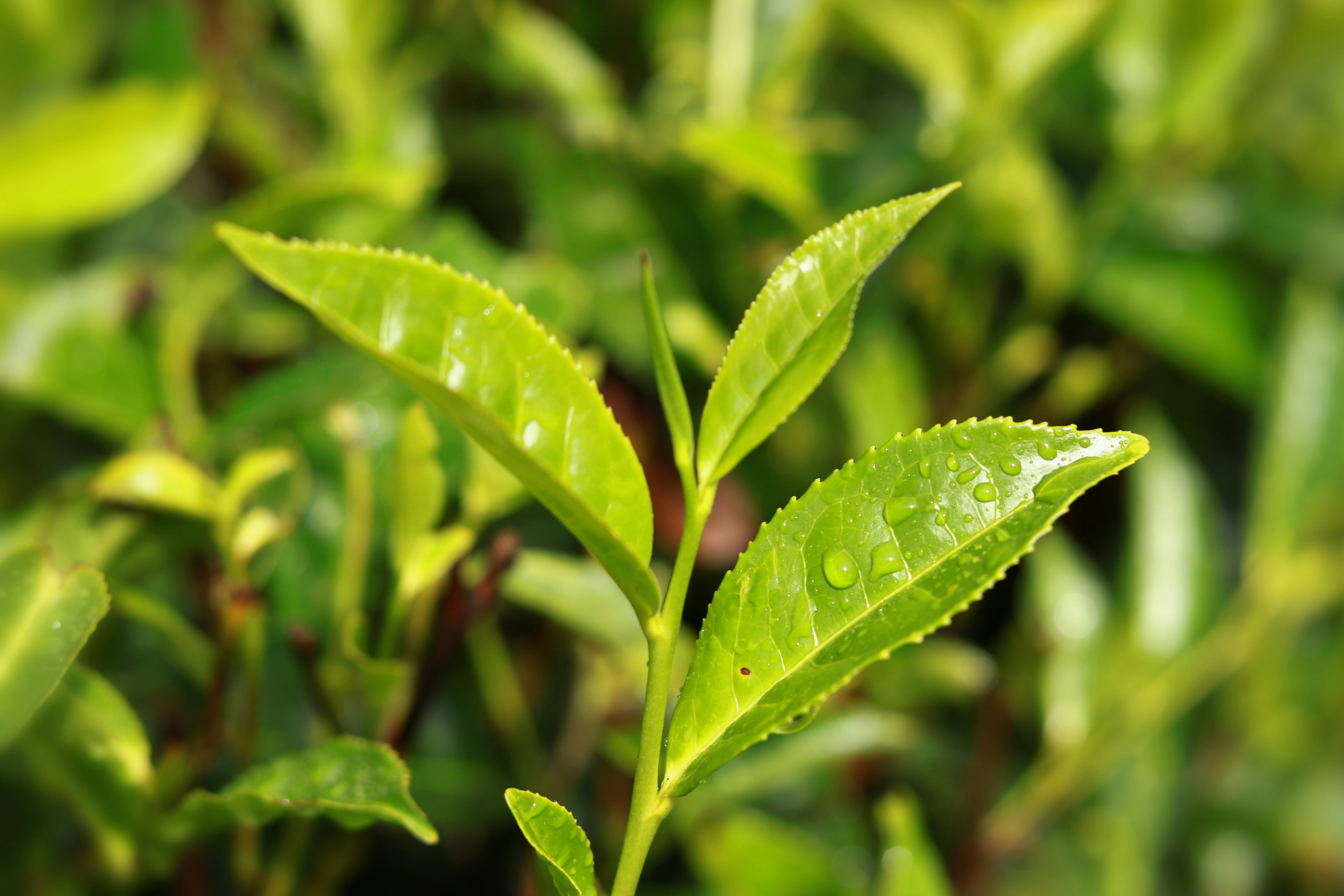 a close up of a leaf