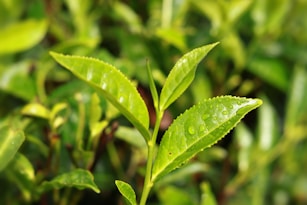a close up of a leaf