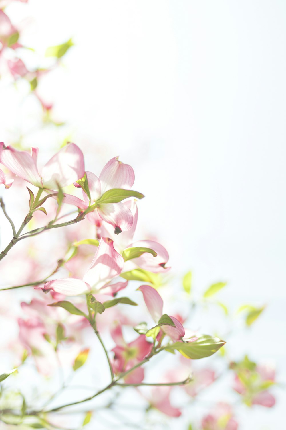 a close up of a flower