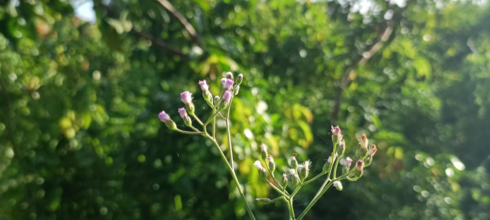 a close up of a flower