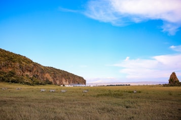 A vast savannah landscape with grassy plains and a prominent rocky cliff extending into the distance. Several zebras are grazing across the plain, adding a sense of wildlife to the scene. The sky is expansive, with a gradient of clear blue and scattered white clouds, enhancing the open atmosphere.