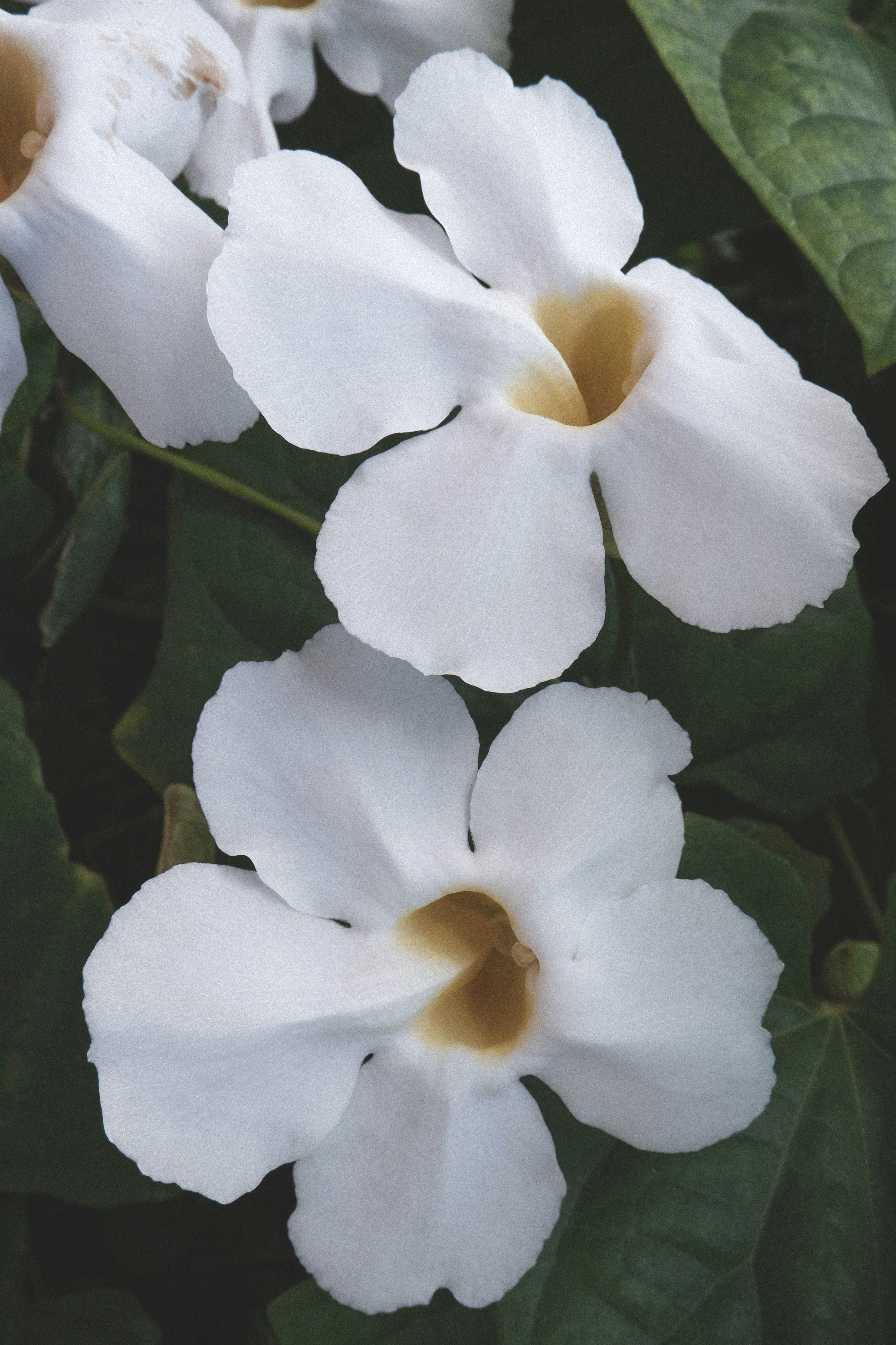 a close up of white flowers