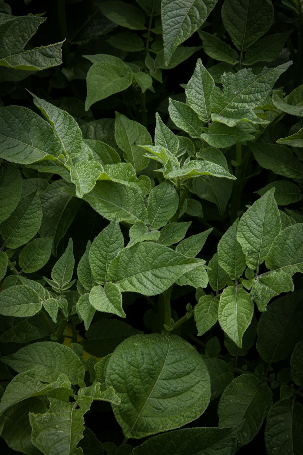 a group of green leaves