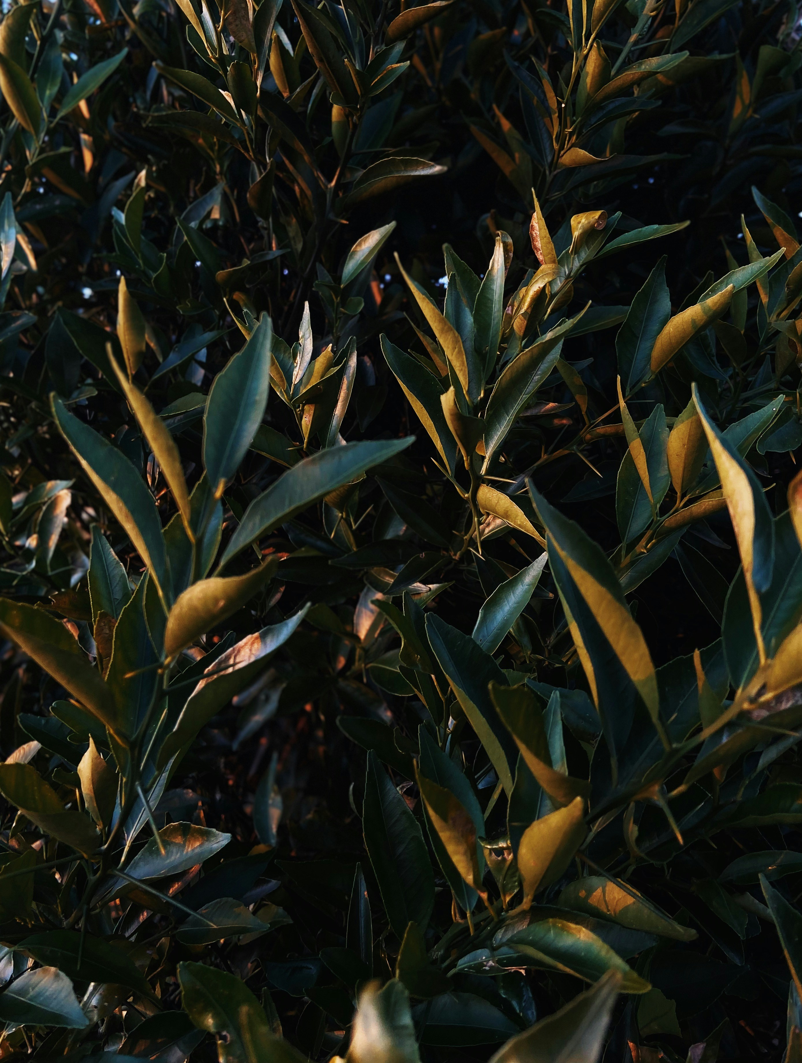 Photo by andreicastanha