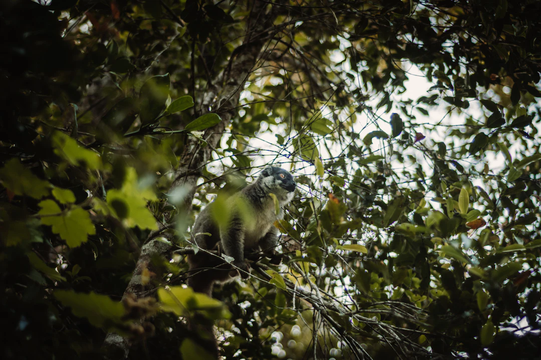 4-Day Madagascar Family Itinerary: Lemurs & Nature