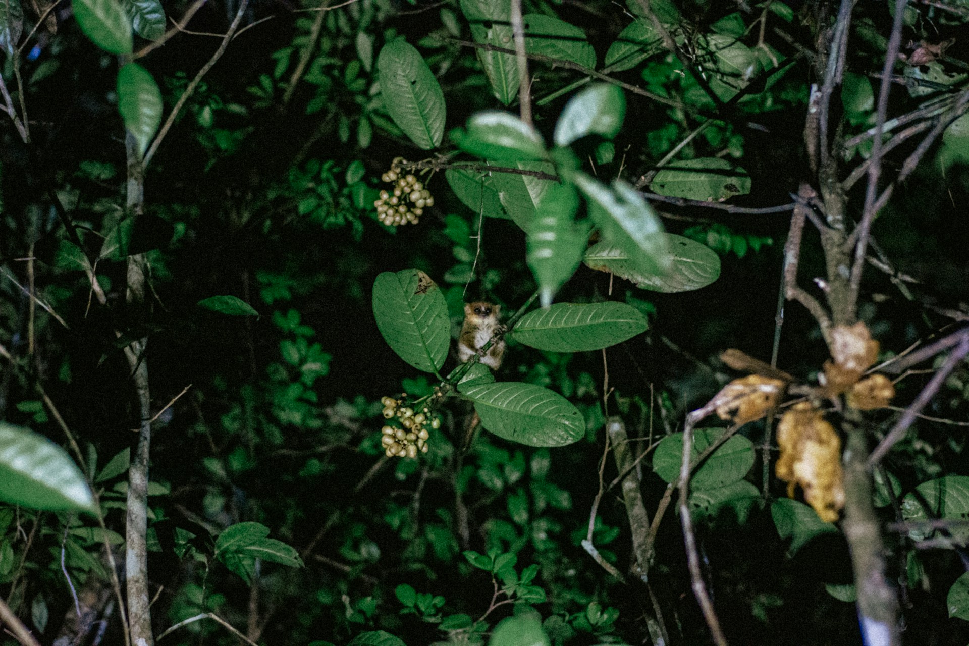a tree with green leaves
