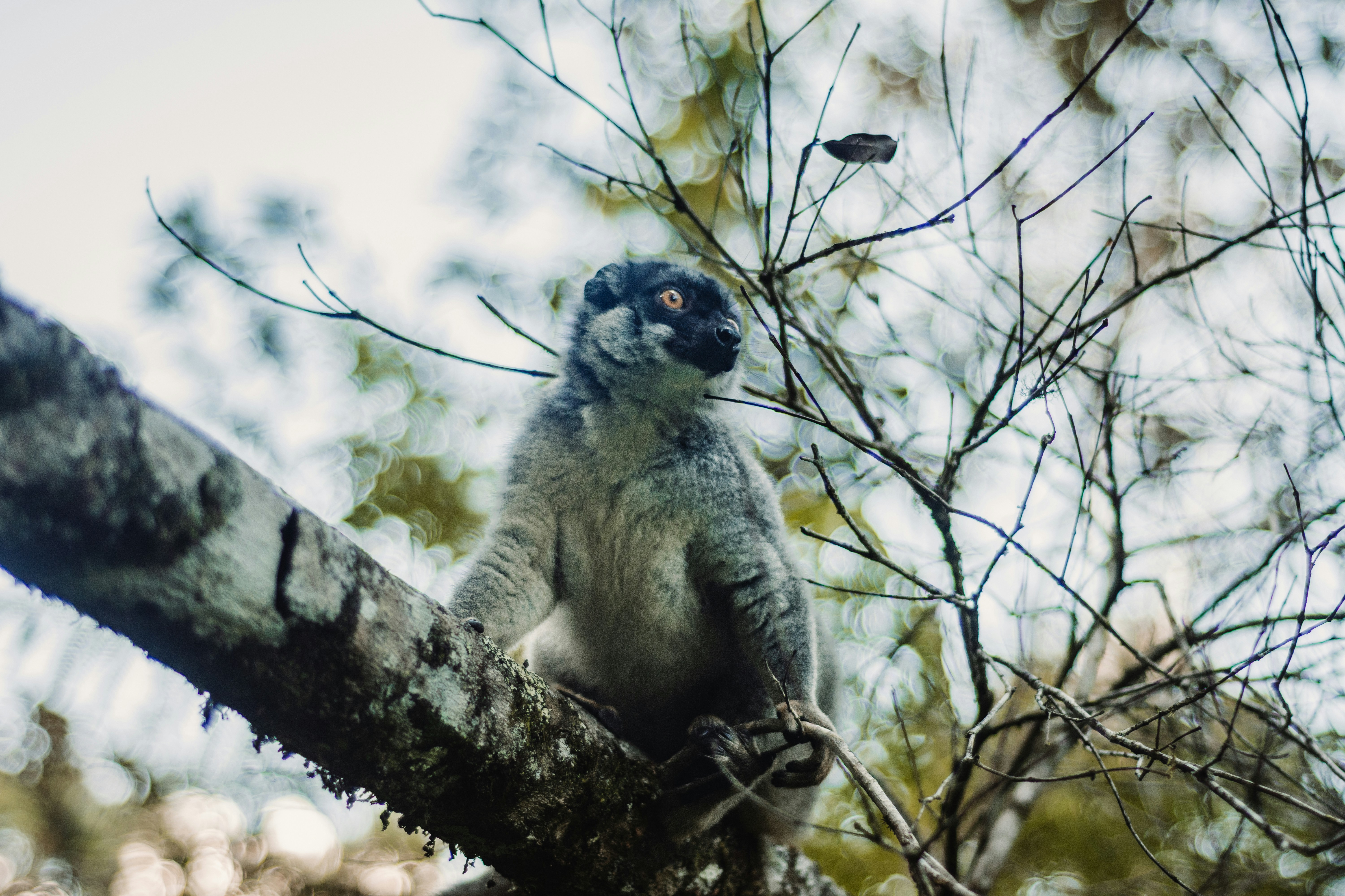 a koala bear in a tree