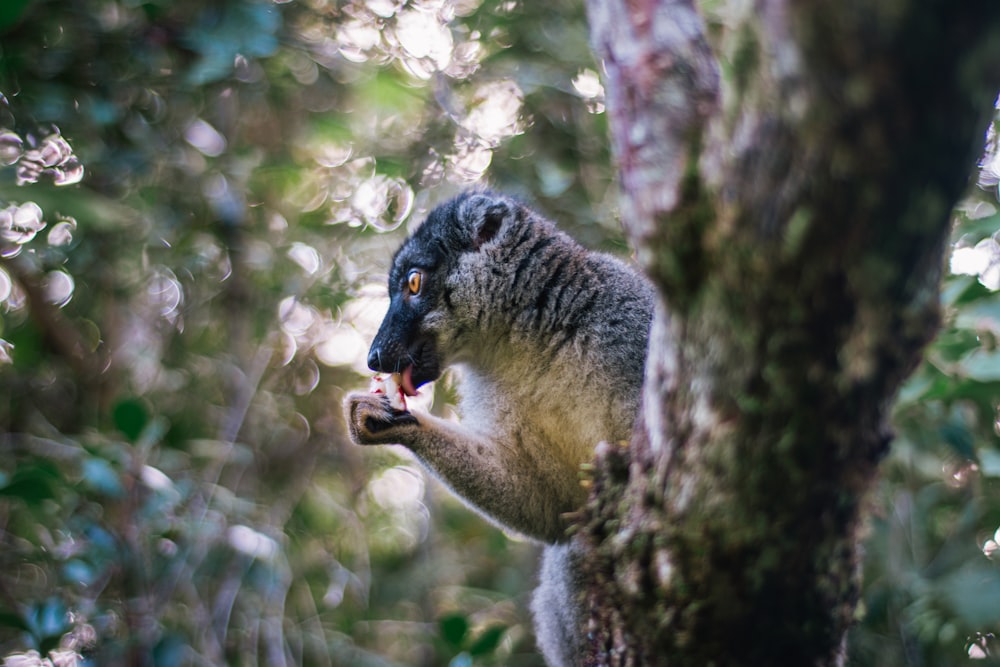 a squirrel eating something