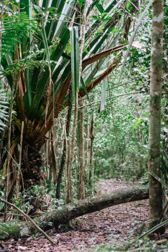 Forêts de Madagascar