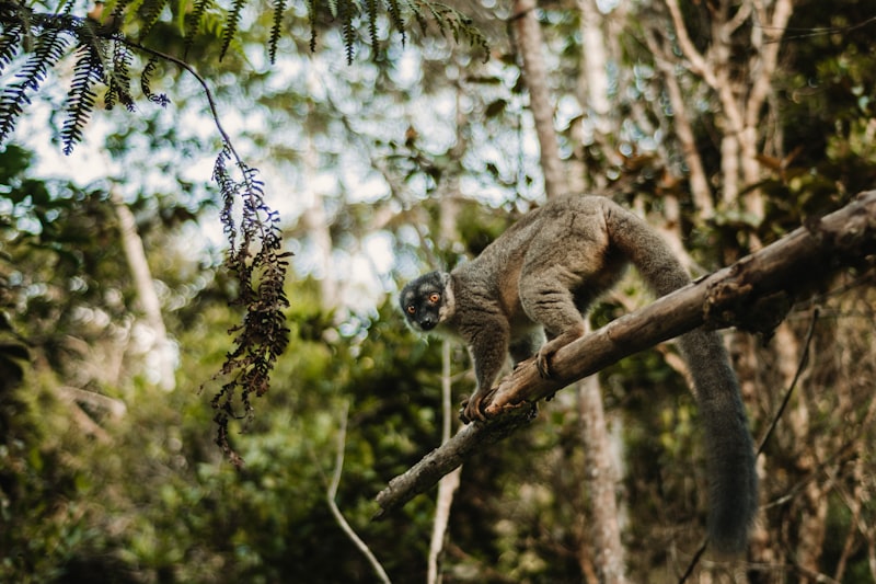 Lémur en la selva de Andasibe en Madagascar
