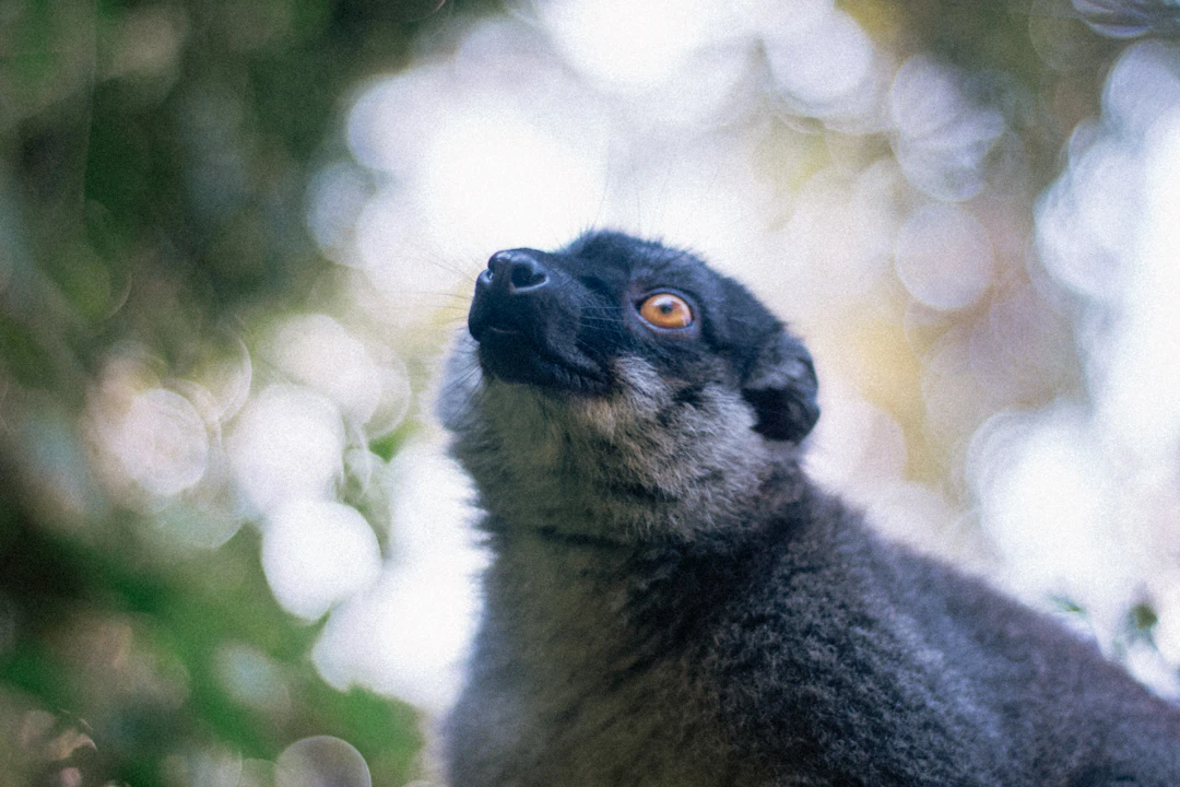 16-Day Madagascar Family Itinerary | Wildlife & Baobabs