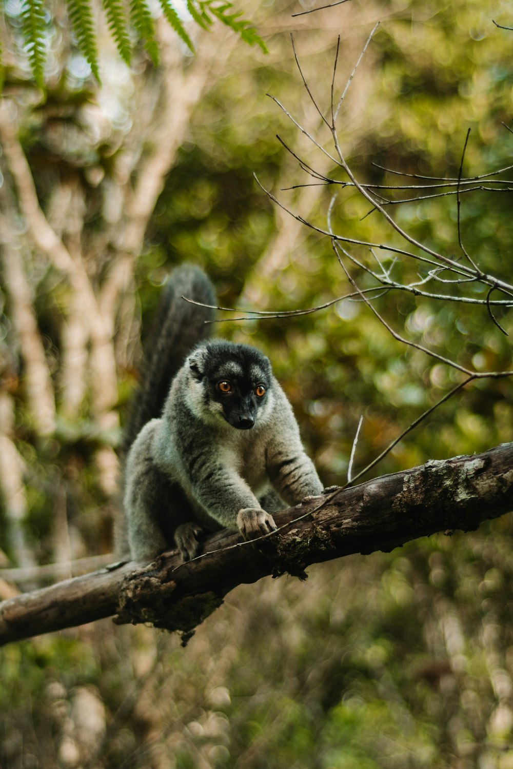 a lemur on a branch