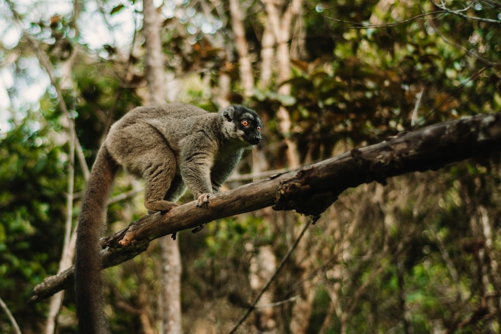 a lemur on a tree branch