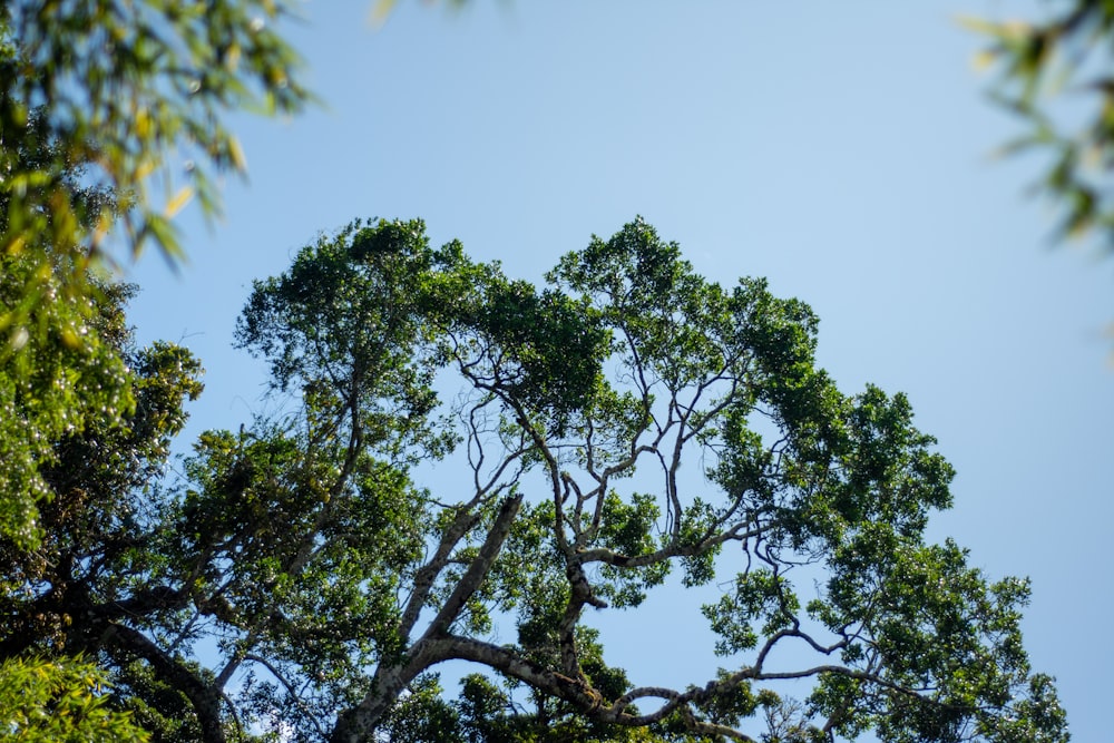 a tree with green leaves