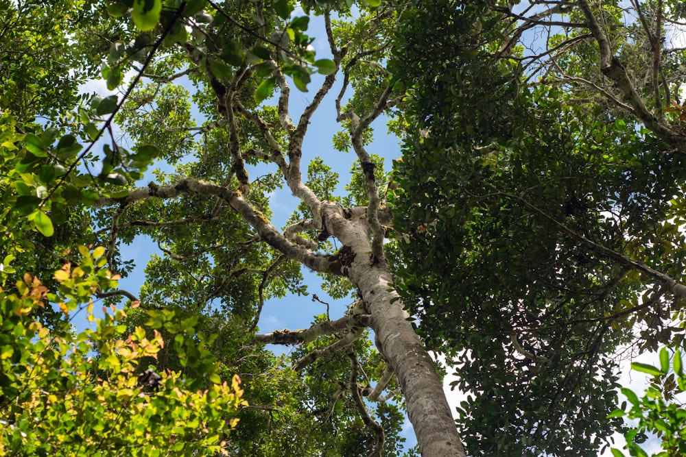 a tree with many branches