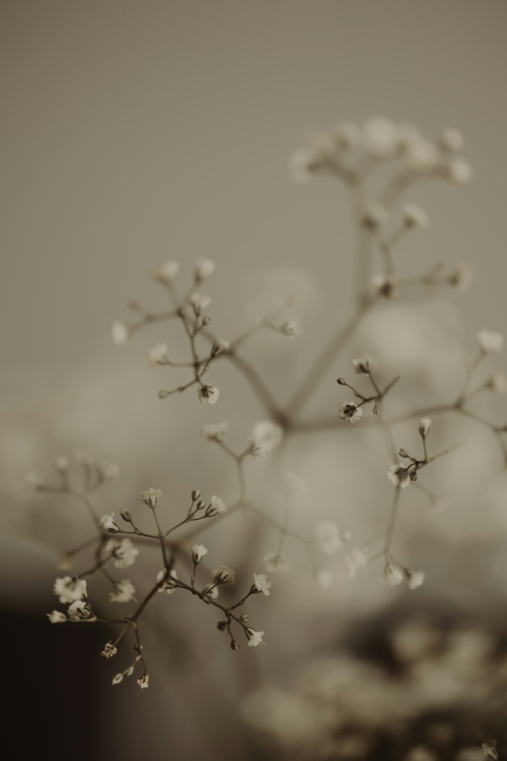 a close up of a plant