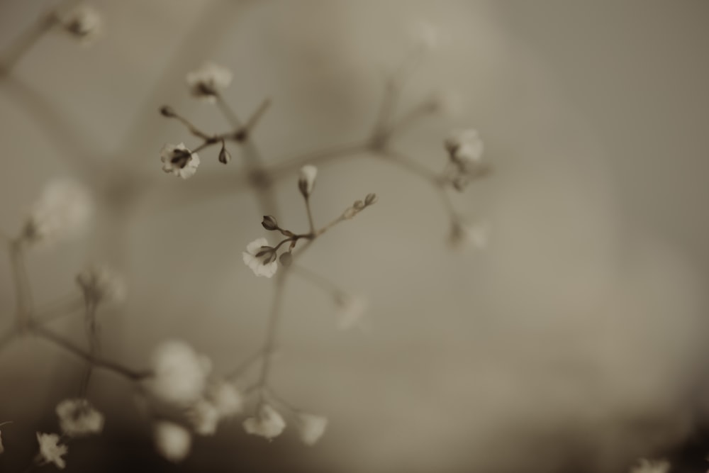 a close up of a plant