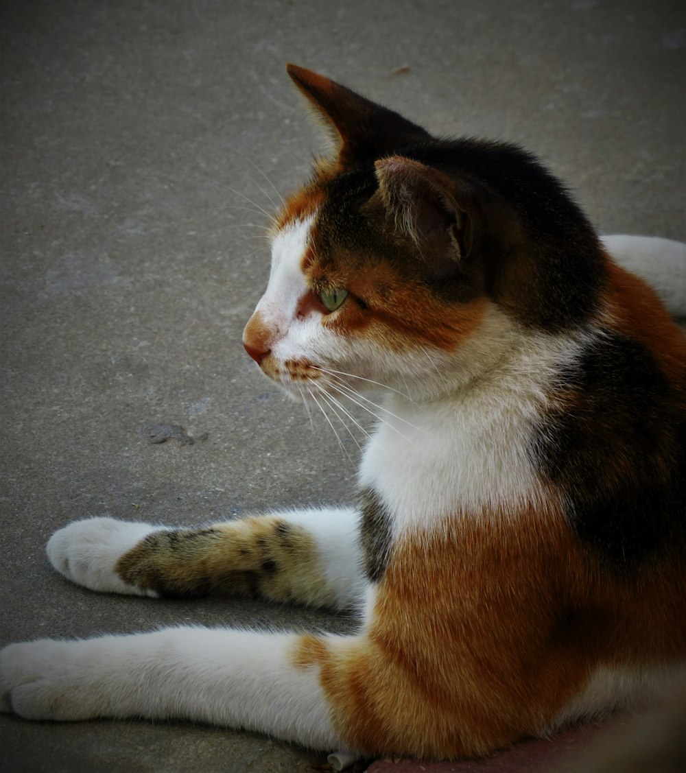 a cat lying on the ground