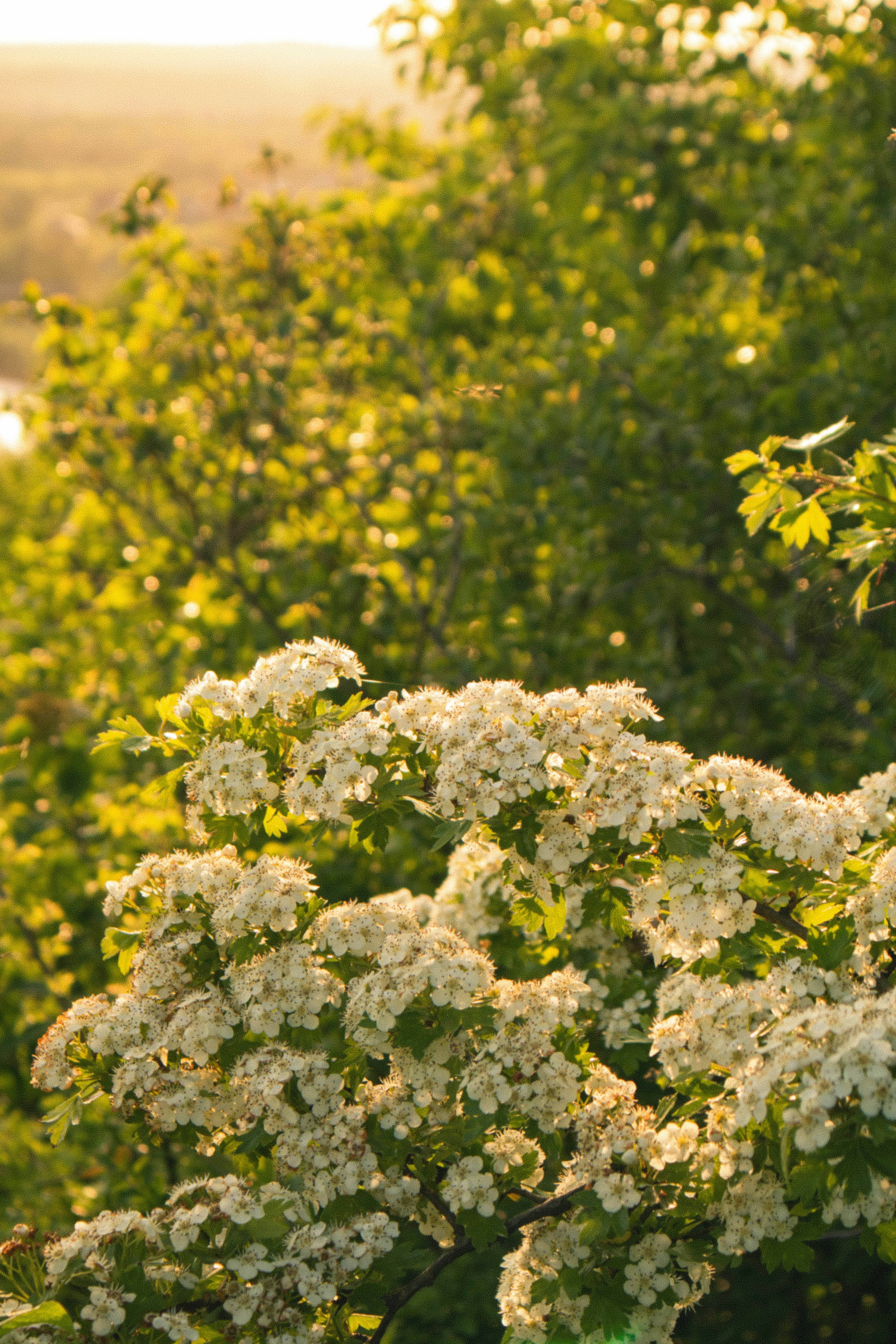 Photo by taraschuiko