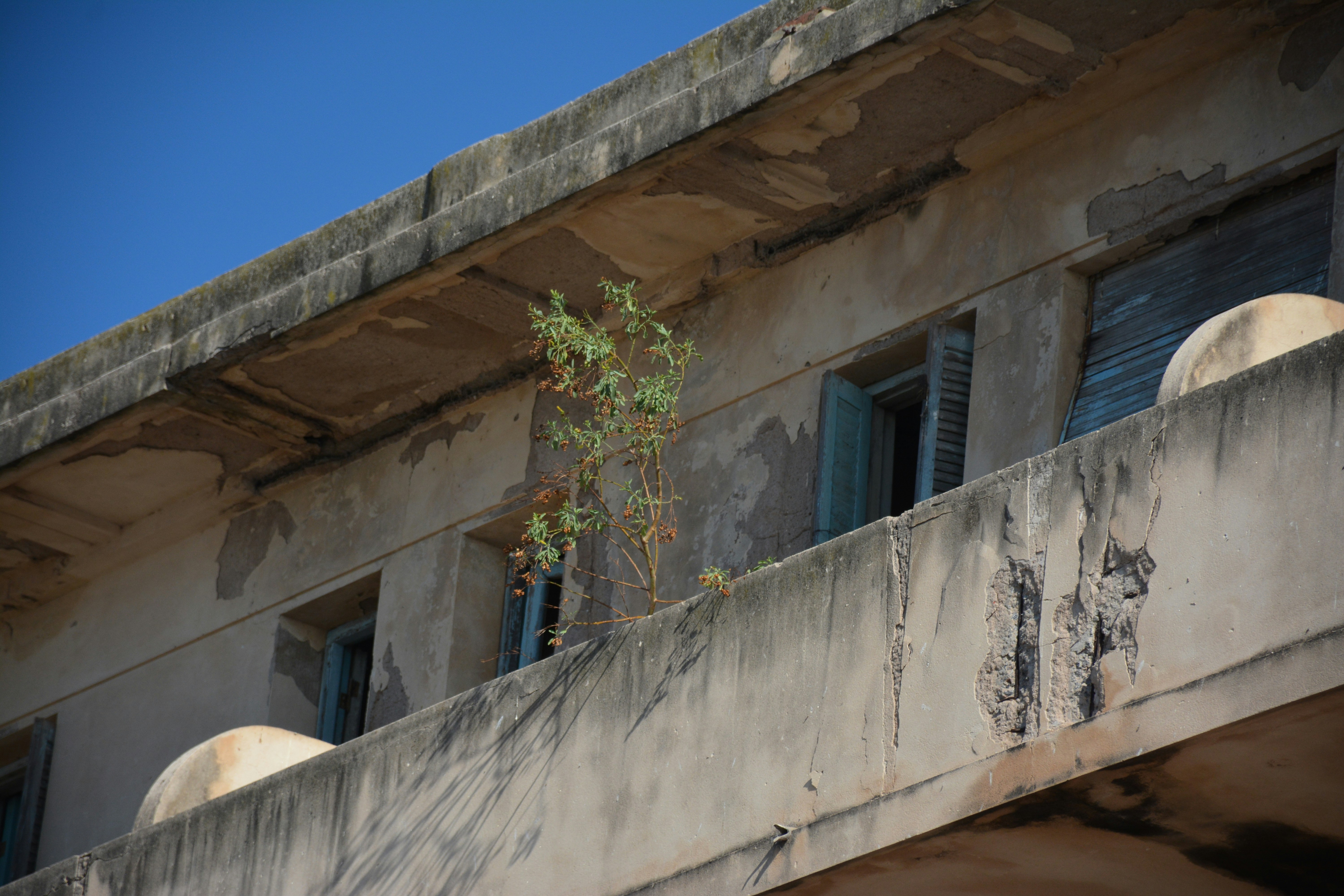 a building with windows and plants growing on the side, 