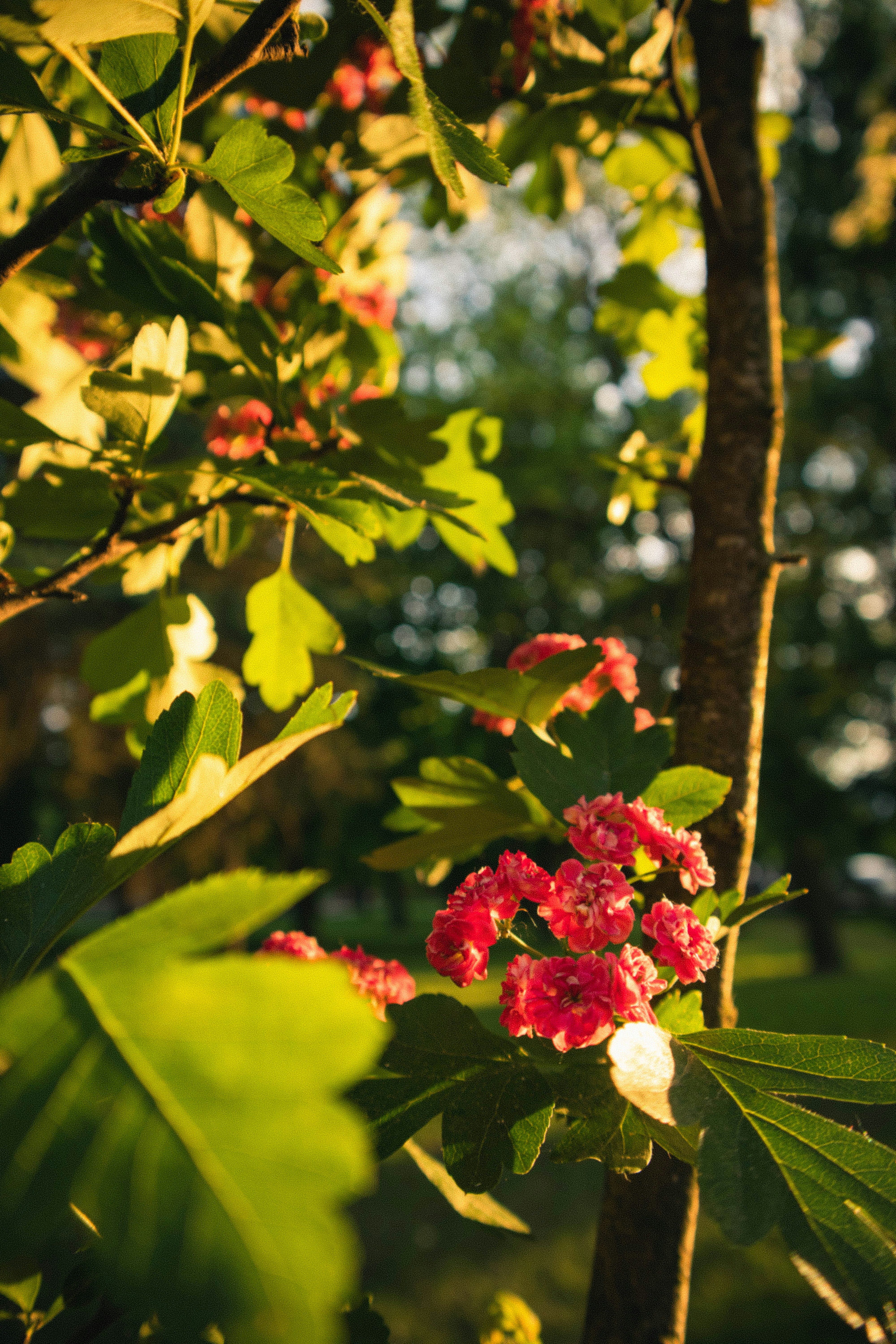 a close up of some flowers