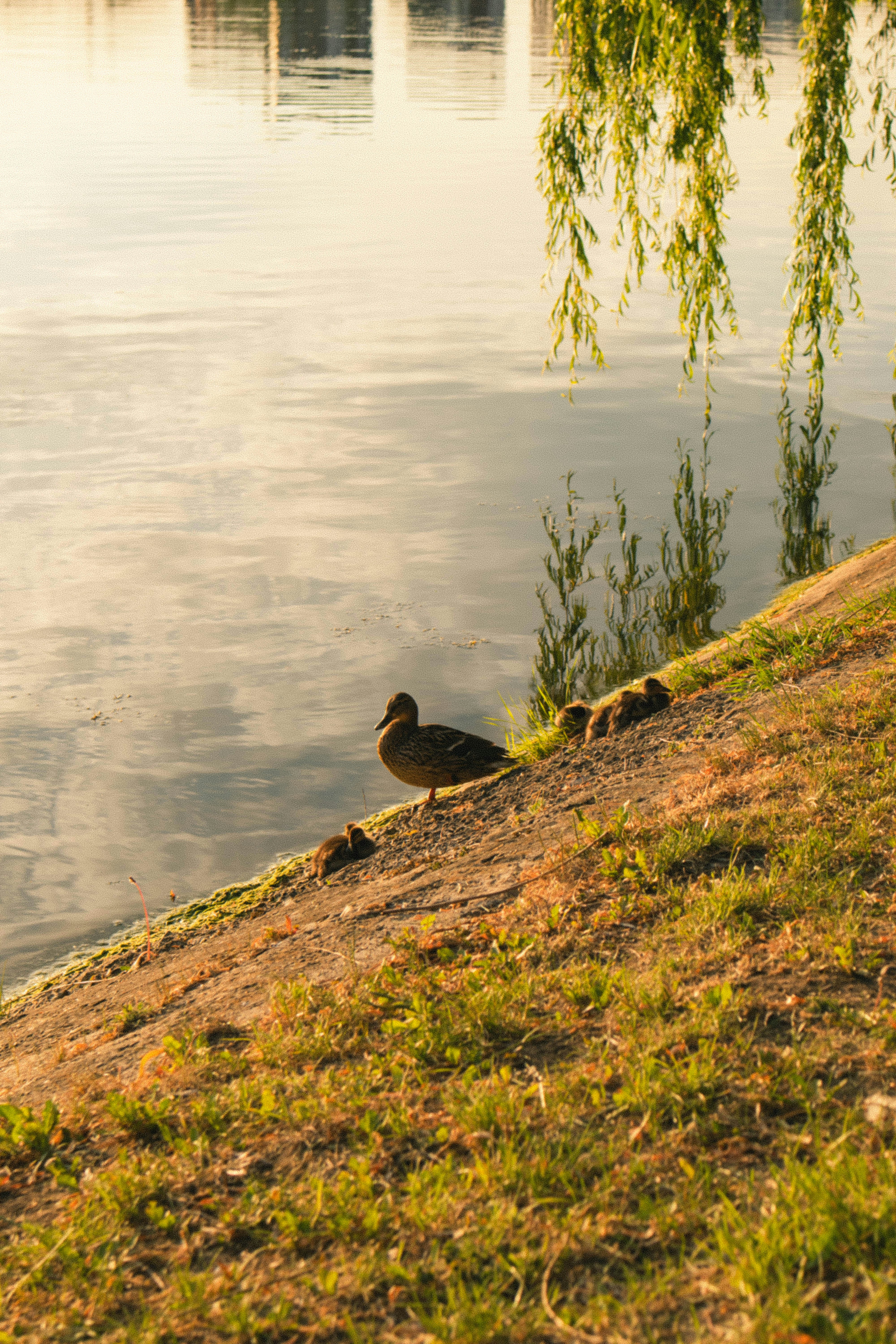 Photo by taraschuiko