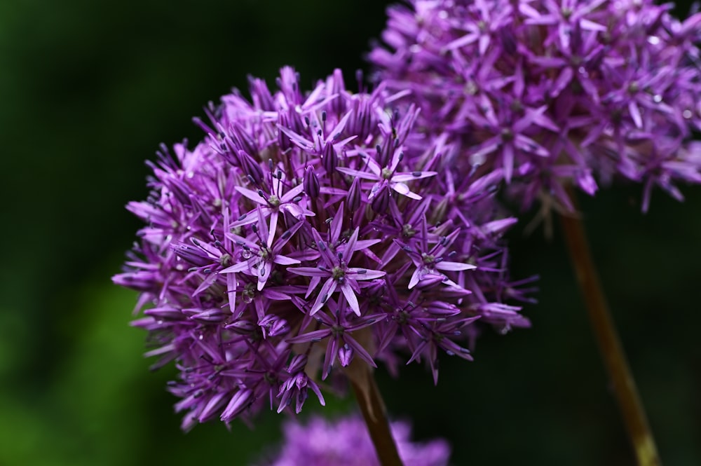 a close up of a purple flower