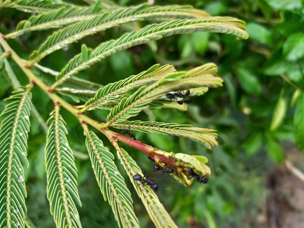 a bug on a plant