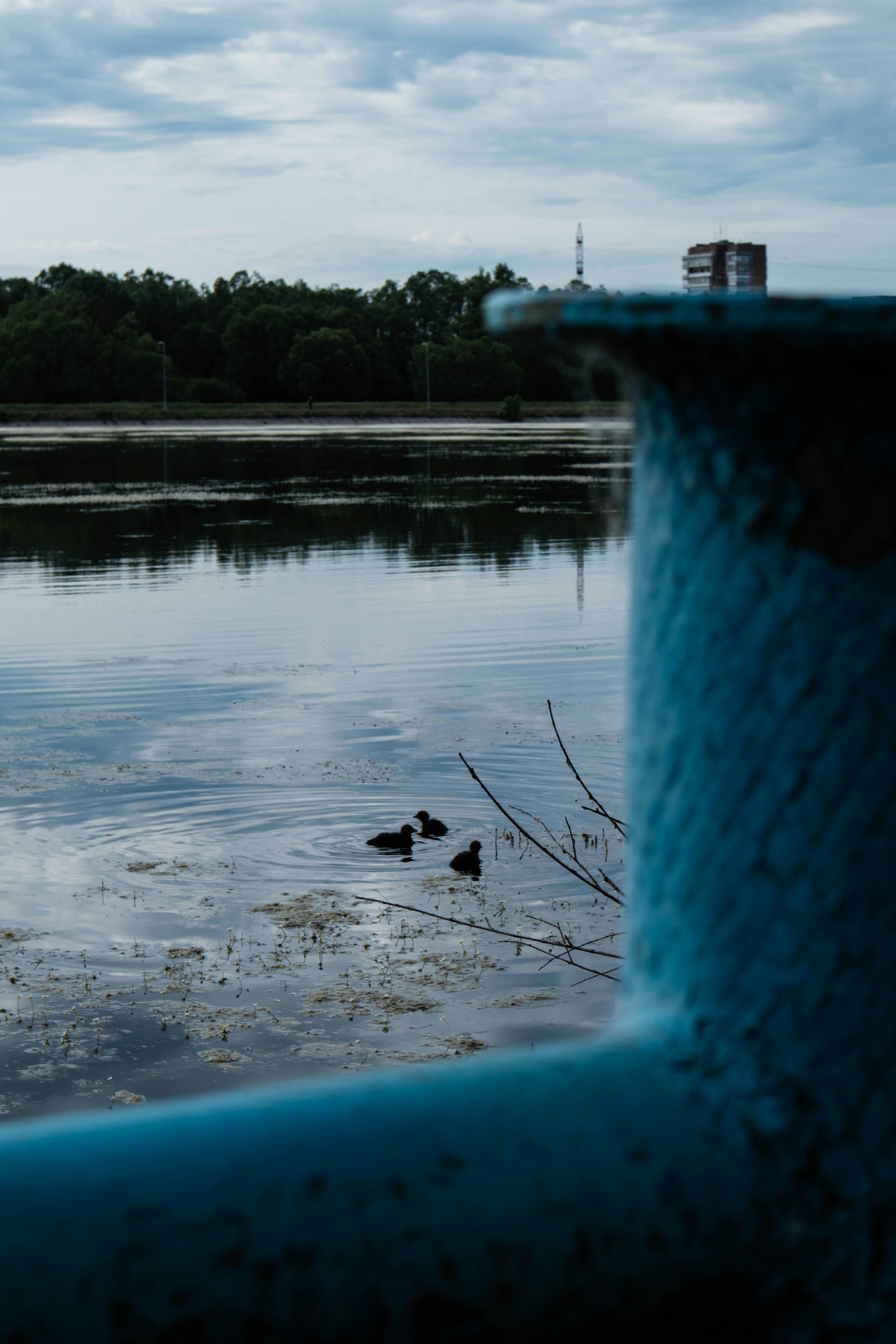 une personne nageant dans un plan d’eau
