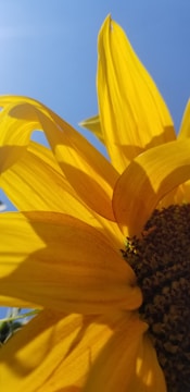 Time-lapse of a sunflower blooming against a clear blue sky.