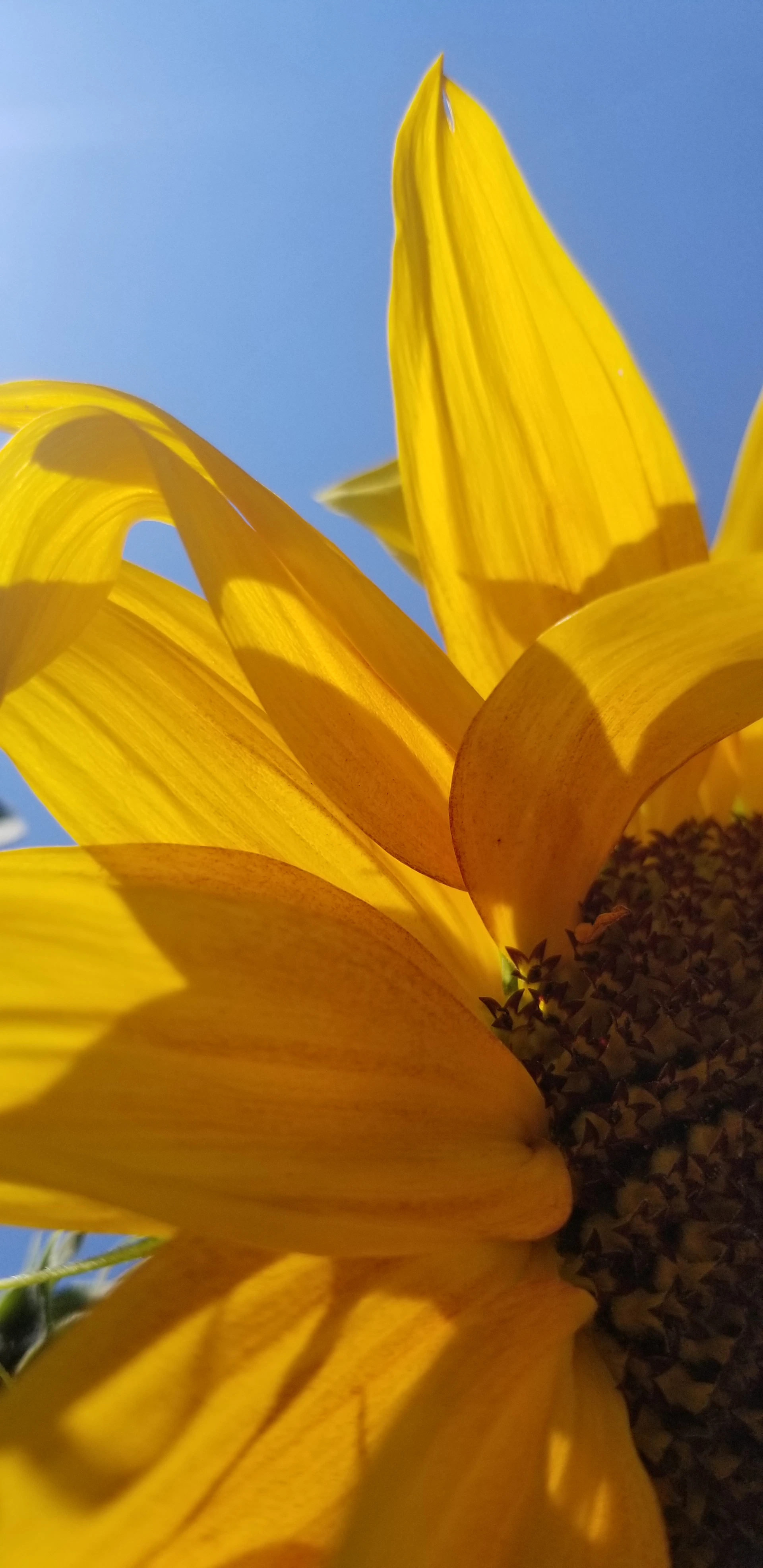 a close up of a yellow flower