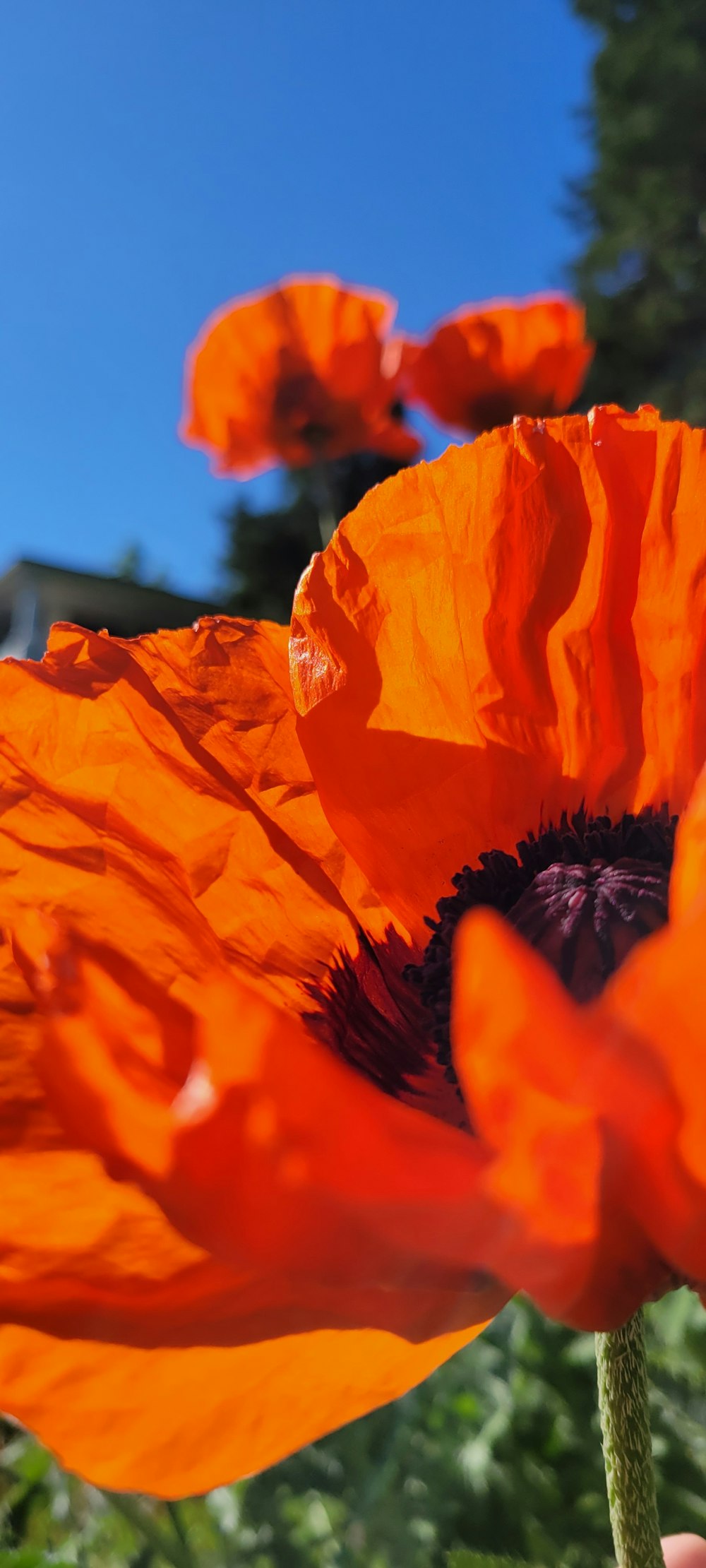 a close up of a flower